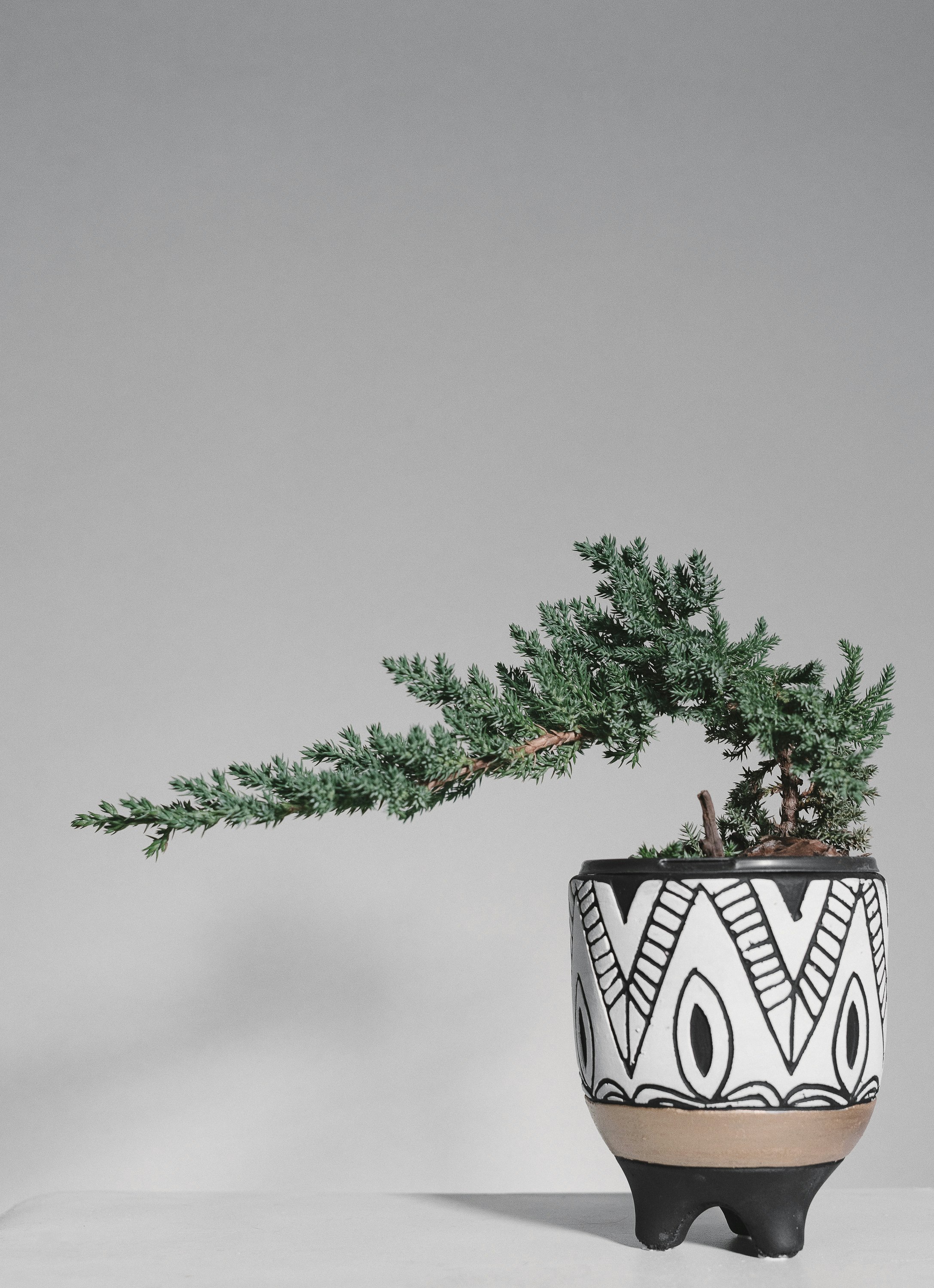 green plant on black and white ceramic pot
